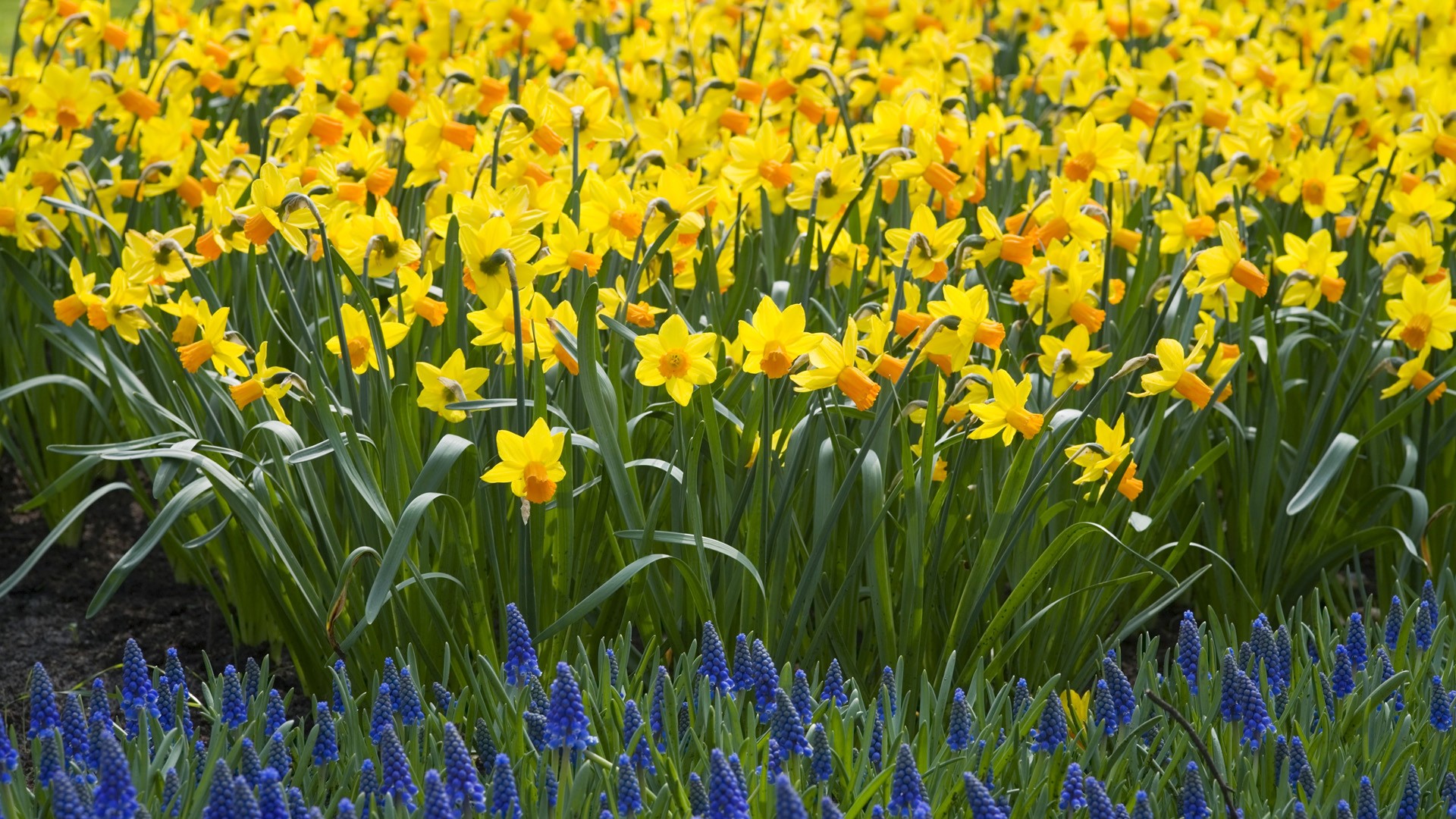 nature-daffodils_00340904